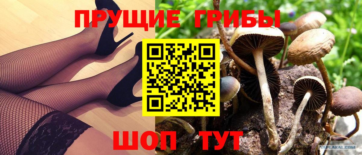 Псилоцибиновые грибы Psilocybine cubensis Саяногорск